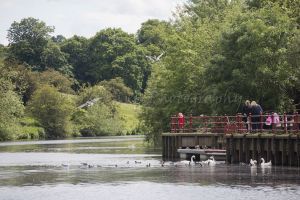bellway yarm 7a.jpg